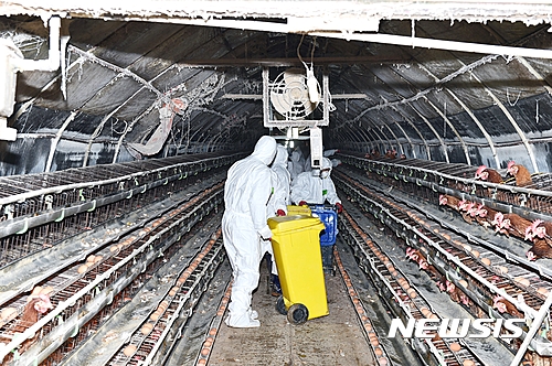 【김제=뉴시스】고석중 기자 = 지난해 12월 전북 김제시 용지면 신정리의 한 산란계 농장에서 사육하던 닭들에 대한 살처분 작업이 이뤄지고 있다. 2016.12.27. k9900@newsis.com
