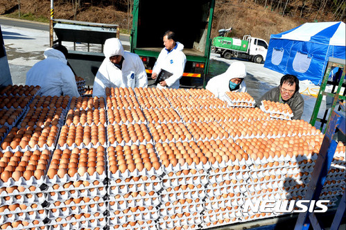 【양산=뉴시스】안지율 기자 = 경남 양산시는 오는 18일 액란 130만 개를 포함한 계란 500만 개를 3차 반출 허가를 했다고 17일 밝혔다. 사진은 지난 11일 양산의 한 농가에서 생산된 계란을 출하하기 위해 이송차량으로 옮기고 있다. 2017.01.17. (사진=양산시 제공)    photo@newsis.com 