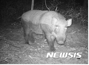 【세종=뉴시스】백영미 기자 = 국립공원 내 인적이 드문 탐방로를 이용해 야간산행을 하면 멧돼지와 맞닥뜨릴 가능성이 높아 주의가 요구된다. (사진=국립공원관리공단 제공)   photo@newsis.com 
