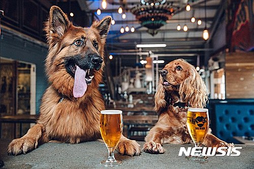 【서울=뉴시스】영국 맥주사 브루독(BrewDog)이 개를 새로 입양하는 직원들에게 1주일간 유급휴가를 주기로 했다. (사진출처: 데일리메일) 2017.02.17.