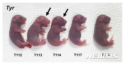 【대전=뉴시스】크리스퍼 염기교정 유전자가위로 멜라닌 생성에 관여하는 유전자(Tyrosinase)를 교정해 만들어진 생쥐. 일부 생쥐(T113, 114)는 눈 색깔이 달라진 것이 관찰됐다. (사진=IBS 제공) 