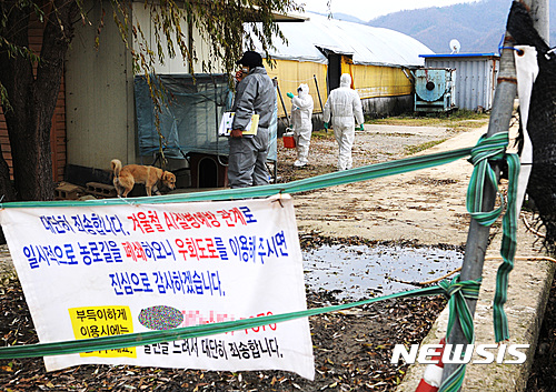 【논산=뉴시스】권교용 기자 = 2일 충남 논산시 토종닭농가에서 고병원성 AI가 발생, 토종닭 4만3400마리가 살처분됐다. 사진은 지난해 12월 충남 천안시 동남구 풍세면 일원 종오리 농장에서 AI 의심 증상이 발견돼 방역당국이 살처분을 대비하고 있는 장면. 2017.03.02. (사진=뉴시스 DB)  ggy0119@newsis.com    