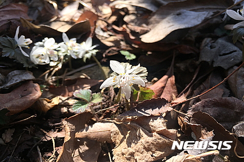 【무주=뉴시스】정경재 기자 = 19일 덕유산국립공원 등산로에 봄을 알리는 야생화인 너도바람꽃이 꽃망울을 활짝 터뜨리고 등반객을 맞이하고 있다. 2017.03.19. (사진= 덕유산국립공원사무소 제공)  photo@newsis.com