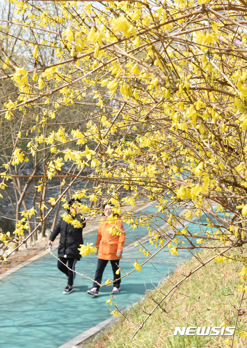 【울산=뉴시스】배병수 기자 = 절기상 춘분(春分)이 하루지난 21일 울산시 남구 무거동 무거천변에 노란 개나리꽃이 활짝 펴 산책객의 눈길을 끌고 있다. 2017.03.21.  bbs@newsis.com 