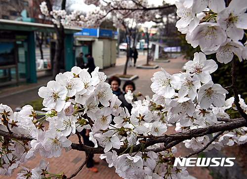 【울산=뉴시스】배병수 기자 = 봄기운이 완연한 21일 울산시 남구 공업탑 인근 아파트 화단에는 벚꽃이 만개해 지난가는 시민들의 눈길을 끌고 있다. 2017.03.21.  bbs@newsis.com  