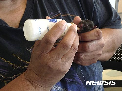 【리버사이드 카운티=AP/뉴시스】지난 21일 미국 캘리포니아주 리버사이드 카운티에 있는 동물보호소에서 보호소 직원인 다이앤 체이스가 새끼 고양이에 분유를 먹이고 있다. 이 새끼 고양이의 어미인 스키피는 4마리의 새끼들을 낳고 안락사됐다. 2017.03.24