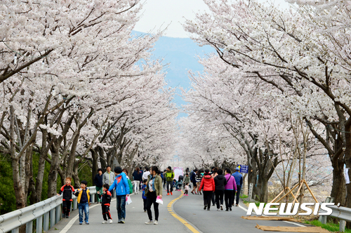 [양산=뉴시스] 2024 물금벚꽃축제가 오는 3월30일과 31일 양일간 황산공원 벚꽃길 일원에서 개최된다. (사진=뉴시스 DB). photo@newsis.com