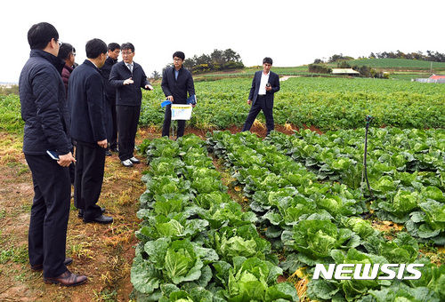 【나주=뉴시스】이창우 기자 = 27일 한국농수산식품유통공사(aT)에 따르면 올해 봄배추는 재배면적 증가와 기상여건 호조로 생산과잉이 우려되고 있다. aT는 사전 수급조절을 위해 봄배추 2000t을 긴급 수매키로 결정했다. 사진은 해남 가을배추 생산단지. 2017.04.27 (사진=aT제공)  lcw@newsis.com 