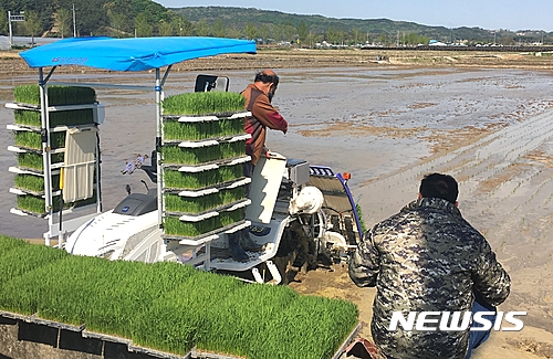 【보은=뉴시스】이성기 기자 = 27일 오전 충북 보은군 장안면 허하영(62)씨 농가가 장안리 142-1 등 12필지의 농지에서 올해 첫 모내기를 하고 있다.2017.04.27(사진=보은군 제공)  sklee@newsis.com 