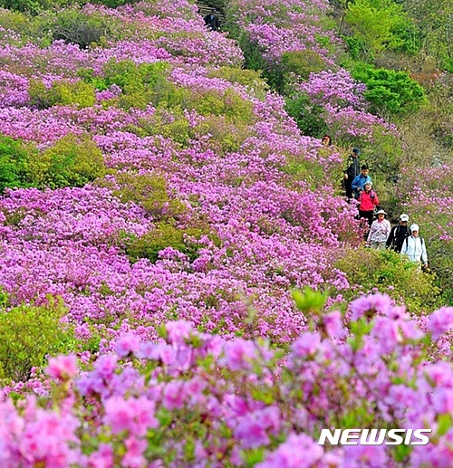 【창원=뉴시스】강경국 기자 = 경남 창원시는 오는 29일 봄의 기운이 완연하고 철쭉이 만개한 비음산 일원에서 제23회 비음산 산성 철쭉제를 개최한다고 27일 밝혔다. 사진은 지난해 개최된 비음산 산성 철쭉제 당시 촬영한 장면. 2017.04.27. (사진=창원시청 제공)  kgkang@newsis.com