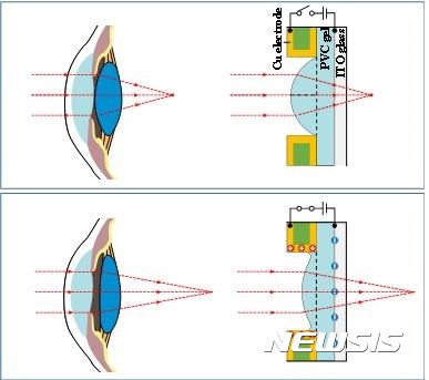 【천안=뉴시스】이종익 기자 = 충남 천안의 코리아텍은 컴퓨터공학부 김상연 교수와 연구팀이 세계 최초로 '초점 가변형 초박막 인공수정체'를 개발해 22일 논문지인 네이처 자매지(사이언티픽리포트)에 게재됐다고 23일 밝혔다. 사진은 전압에 따라 사람 눈보다 훨씬 가깝거나(사진 위), 더 멀리, 다양한 초첨으로 물체를 볼 수 있는 인공수정체를 이용한 생체모방렌즈 구조다. 2017.05.23. (사진=코리아텍 제공)  photo@newsis.com 