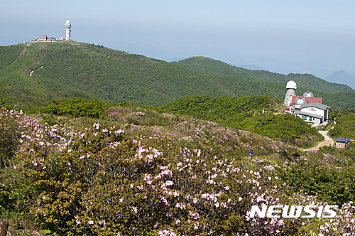 【영주=뉴시스】김진호 기자 = 25일 소백산 연화봉 정상 철쭉 군락지에 만개한 철쭉이 핑크빛으로 물들어 있다. 2017.05.25 (사진= 영주시 제공) photo@newsis.com