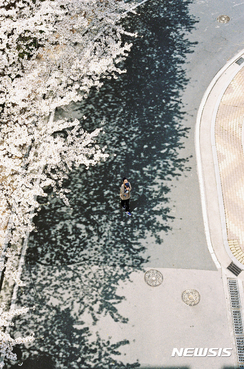 【서울=뉴시스】조수정 기자 = 하시시박 작가의 'cherry blossom'.  chocrystal@newsis.com