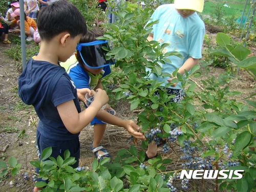 【영동=뉴시스】이성기 기자 = 충북 영동군 학산면 금강모치마을은 오는 24일 풍성한 볼거리, 먹을거리, 즐길거리로 가득한 블루베리 축제를 개최한다고 20일 밝혔다. 사진은 지난해 축제 때 어린이들이 불루베리 수확 체험을 하는 모습이다.2017.06.20(사진=영동군 제공) <a href="mailto:sklee@newsis.com">sklee@newsis.com</a>