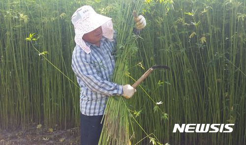 안동 금소마을의 대마(삼) 수확 장면 (사진= 안동시 제공) 