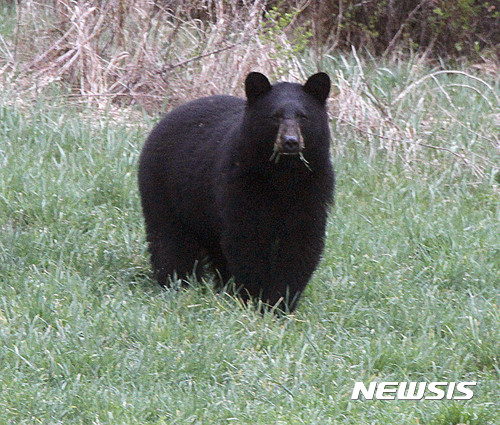 【AP/뉴시스】미 콜로라도주 산악지대에 서식하는 미국산 큰 흑곰. ﻿﻿미 콜로라도주에서 여성 1명을 공격해 숨지게 한 것으로 의심돼 안락사당한 흑곰 3마리 가운데 2마리에게서 숨진 여성의 시신 일부가 발견됐다고 주 야생동물 관계자가 3일(현지시간) 밝혔다. 2021.5.4