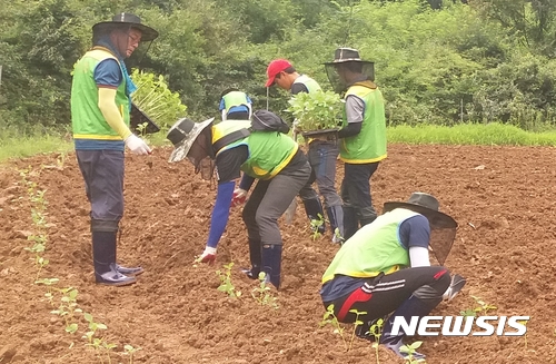 【보은 영동=뉴시스】이성기 기자 = 24일 오전 농협 영동군지부 직원들이 충북 괴산군 청천면의 수해 농가를 찾아 들깨심기 인력 지원을 하고 있다.2017.07.24(사진=농협 영동군지부 제공) sklee@newsis.com  