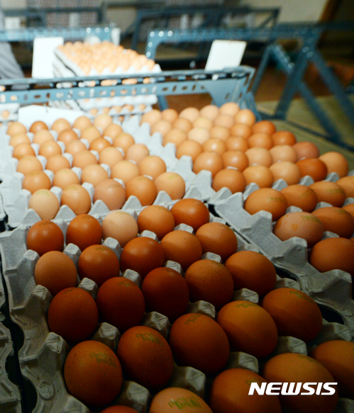 【광주=뉴시스】류형근 기자 = 경기도 산란계 농장에서 살충제 성분의 달걀이 나와 비상이 걸린 가운데 16일 오전 광주 북구 문흥동 한 계란 유통업체가 산란계 농약성분 검사에서 '불검출 통보'를 받고 출하를 준비하고 있다. 2017.08.16. hgryu77@newsis.com