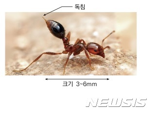 '맹독성 독개미 유입될라' 방역당국 비상