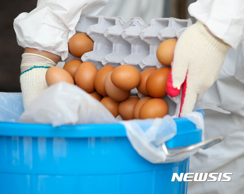 【제주=뉴시스】제주특별자치도가 부적합 계란을 수거하고 있다. 사진은 이 기사와는 관계가 없음.(뉴시스 DB)
