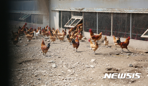 【안동=뉴시스】박준 기자 = 살충제 성분인 디클로로디페닐트라클로로에탄(DDT)가 검출된 것으로 알려진 경북 경산시와 영천시의 산란계 방사농장의 닭들에세도 DDT 성분이 발견됐다. 2017.08.23.  june@newsis.com