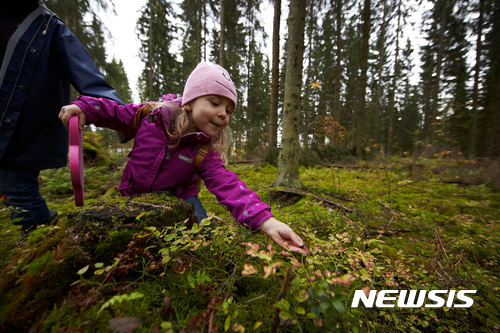 【서울=뉴시스】가을 어느날 한 핀란드인 소녀가 숲에서 식용버섯을 채집하고 있다. (사진=핀란드 관광청 제공)