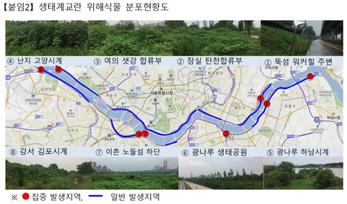 생태계교란식물, 서울 한강수변 축구장 100개 면적 점령
