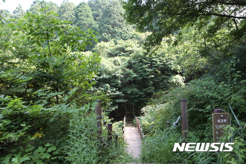 【서울=뉴시스】고흥마중길 3코스 봉래산 삼나무 편백숲길. (사진=한국관광공사 제공)