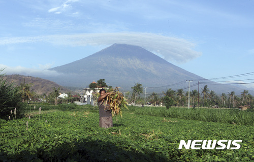 【발리=AP/뉴시스】인도네시아 발리 섬에 있는 아궁 화산의 분화가 임박함에 따라 주민 8만명이 대피했다. 사진은 26일 발리 아메드 마을에서 한 여성이 밭일을 하고 있는 모습. 2017.09.27