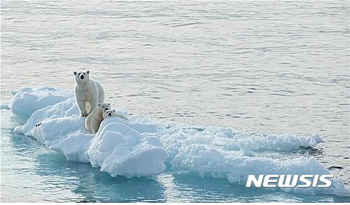 【서울=뉴시스】쇄빙선 아라온호 항해 중 찍은 북극곰 사진 (제공=해양수산부)
