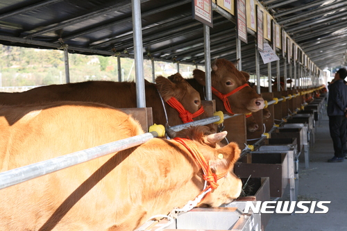 소 사육 통계조사 혼선 없앤다…'이력제 자료' 공식 사용