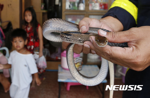 2017년 태국의 가정에서 발견된 뱀을 소방관이 들어보이고 있다  AP