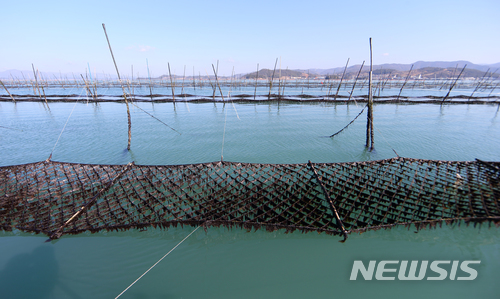 【완도=뉴시스】구길용 기자 = 전남 완도군은 5일 '완도 지주식 김 양식어업'이 해양수산부 지정 국가중요어업유산으로 선정됐다고 밝혔다. 사진은 고금면 전통지주식 김 양식어장 전경. 2017.12.05. (사진=완도군 제공) kykoo1@newsis.com 