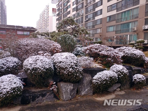 【익산=뉴시스】강명수 기자 = 11일 전북 익산지역 눈이 내리고 있는 가운데 송학동의 한 아파트 화단에 눈이 쌓이고 있다. 2017.12.11. smister@newsis.com
