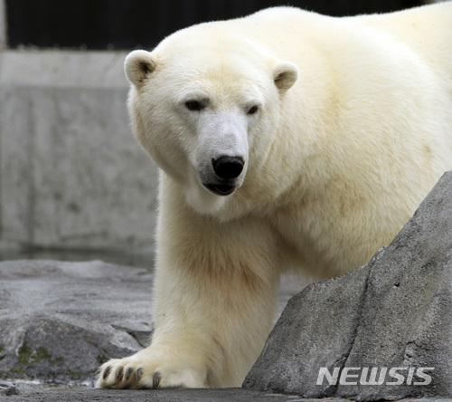 【앵커리지( 미 알래스카주 ) =AP/뉴시스】 미국 앵커리지 동물원의 북극곰. 2018.2.2 