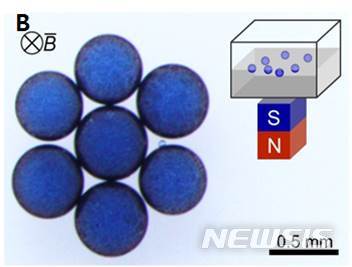 【대전=뉴시스】 나노 계면활성제로 둘러싸인 액체방울(사진 왼쪽 파란색 원)에 자석을 대면 액체방울이 자석 위로 모인다. 자기장을 이용해 액체방울을 이동할 수 있다.