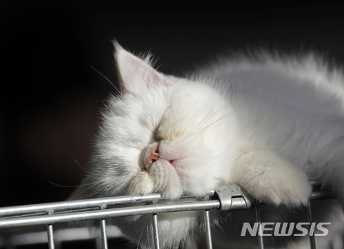  【서울=뉴시스】 고양이를 키우는 가구가 늘고 있다. 농림축산식품부 조사에 따르면 지난해 기준 국내 반려묘 수는 233만마리로 2012년 116만마리에서 2배 증가했다. (사진 뉴시스 DB) 