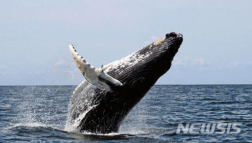 【서울=뉴시스】일본 오키나와 '혹등고래 워칭 투어'. (사진=소쿠리패스 제공)