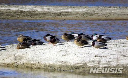【광주=뉴시스】 지난해 1월 영산강에서 목격된 철새 모습. (사진=뉴시스DB) photo@newsis.com