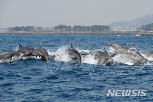 【서울=뉴시스】무리지어 유영하는 남방큰돌고래들 (제공=해양수산부)