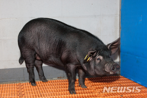 '이종간 장기이식 시대' 열리나…인간·동물 혼합배아 성공