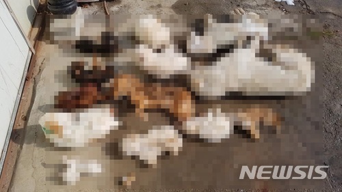 【익산=뉴시스】강인 기자 = 31일 전북 익산의 한 유기견보호센터에서 사체로 발견된 개들. 2018.01.31 (사진=동물의소리 제공)kir1231@newsis.com