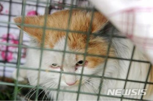 【서울=뉴시스】 지난 31일 중국 쓰촨성 청두시의 한 고속도로 2년 동안 갇혀있던 고양이가 구조됐다. (출처 = 사우스차이나모닝포스트) 2018.02.02.