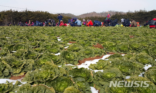 【진도=뉴시스】박상수 기자 = 전남 진도군은 향긋하고 아삭한 맛이 일품인 봄동 배추의 수확기를 맞아 지난 1월부터 농가들의 손길이 분주하다고 19일 밝혔다. 사진은 최근 군내면 나리에서 봄동 배추를 수확하는 농민들. 2018.02.19. (사진=진도군 제공) photo@newsis.com