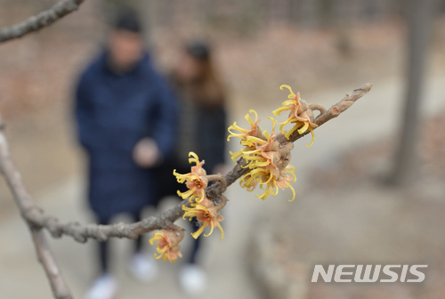 【대구=뉴시스】우종록 기자 = 지난 2월19일 오후 대구 달서구 대구수목원에 풍년화가 노란 꽃망울을 터뜨려 봄소식을 전하고 있다. 2018.03.12. wjr@newsis.com