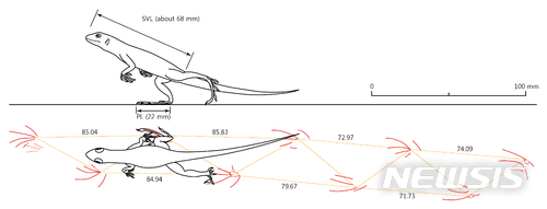 【대전=뉴시스】 이시우 기자 = 보행렬을 바탕으로 복원한 도마뱀의 달리는 모습. (사진=한국지질자원연구원 제공)