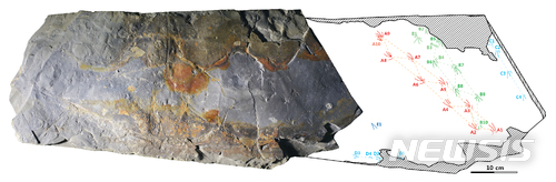 【대전=뉴시스】 지난 2004년 경남 하동군에서 발견된 도마뱀 발자국 화석. (사진=한국지질자원연구원 제공) 