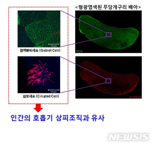 무당개구리 활용한 호흡기질환 연구기법 특허 출원