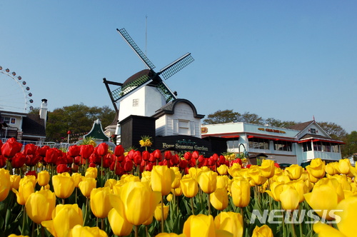 【용인=뉴시스】 이승호 기자 = 에버랜드가 국내 꽃 축제의 서막을 알리는 '튤립 축제'를 16일부터 4월29일까지 45일 동안 연다. 12일 에버랜드 곳곳에 모습을 드러낸 튤립이 봄을 알리고 있다.2018.03.12.(사진 = 에버랜드 제공) photo@newsis.com