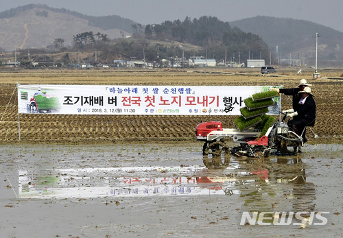 【순천=뉴시스】김석훈 기자 = 전남 순천시는 12일 해룡면 신대리 신성마을 백인기(51)농민의 0.3㏊ 논에서 농업인, 공무원, 농협관계자 등 100여명이 참석한 가운데 올해 전국 첫 노지 모내기를 실시했다고 밝혔다. 2018.03.12. (사진=순천시청 제공) kim@newsis.com